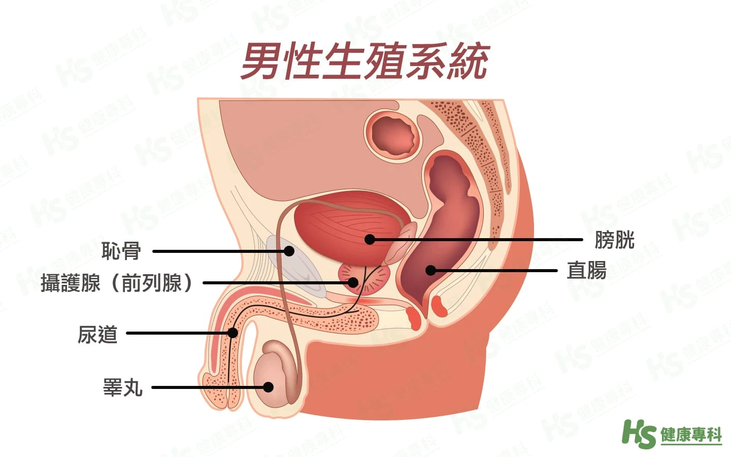 攝護腺位置