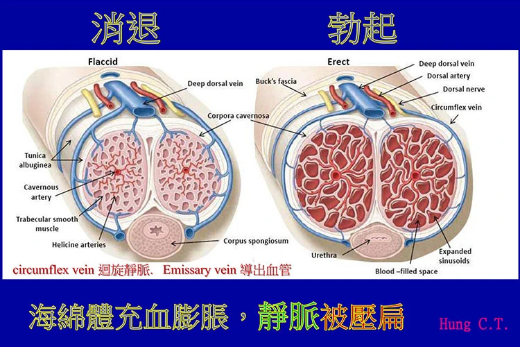 性功能障礙的生理機製示意圖